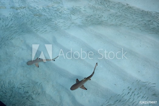 Bild på Sharks with fish